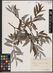 Foto von Salix daphnoides Vill. x Salix eleagnos Scop.